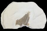 Pterosaur Skull Section (Jugal Bone) - Kansas #66887-1